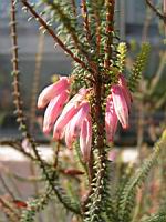 Erica Bauera Andrews (fam. Ericacees) (Afr. du sud) (Parc de la tete d'or) (2) (Photo F. Mrugala)